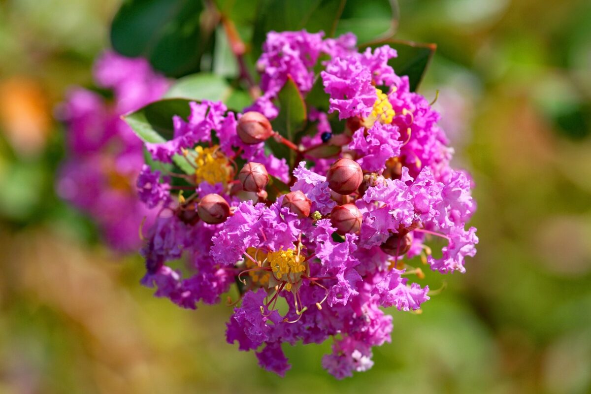 Lagerstroemia Lagerstroemia