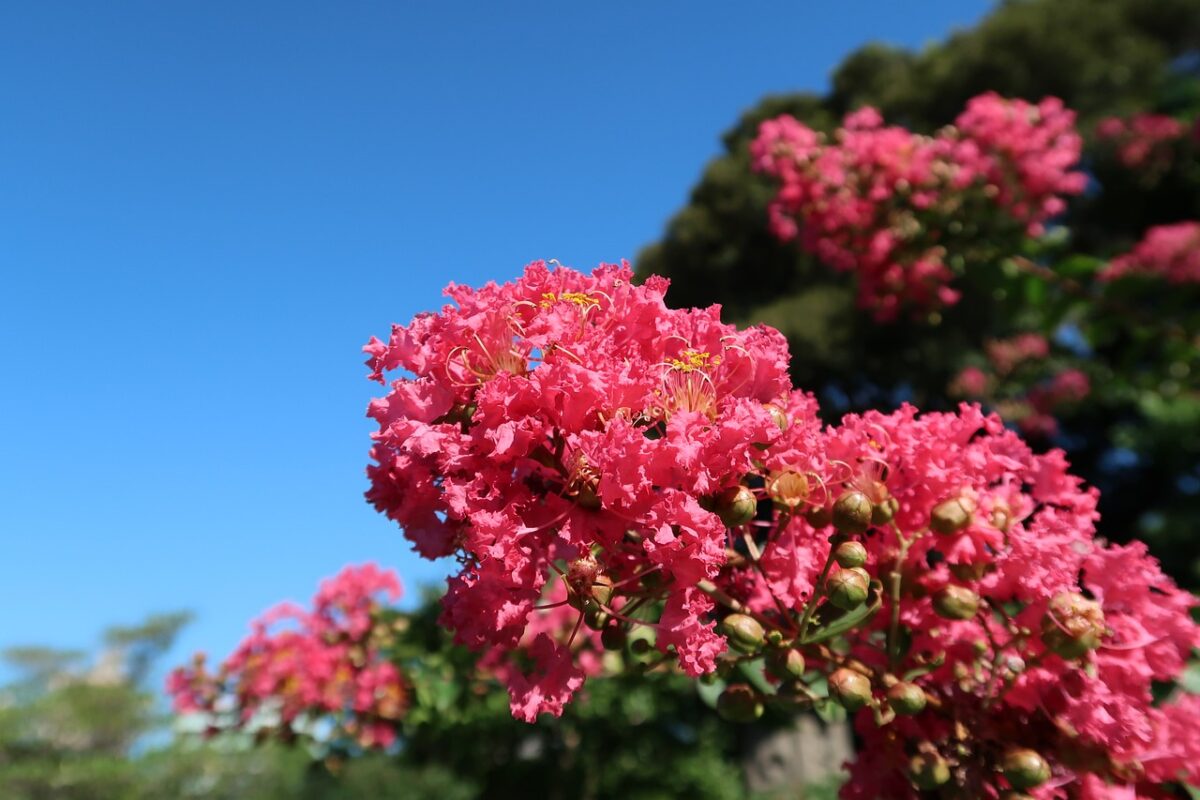 Lagerstroemia Lagerstroemia