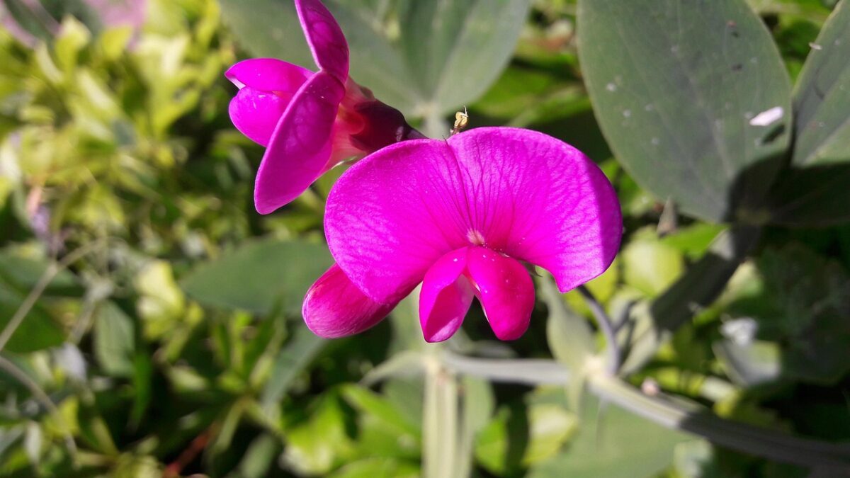 Lathyrus, Odoratus Lathyrus, Odoratus