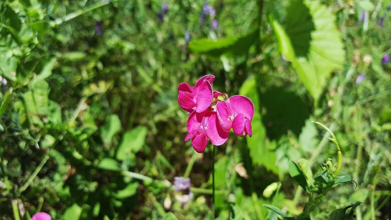 Lathyrus, Odoratus