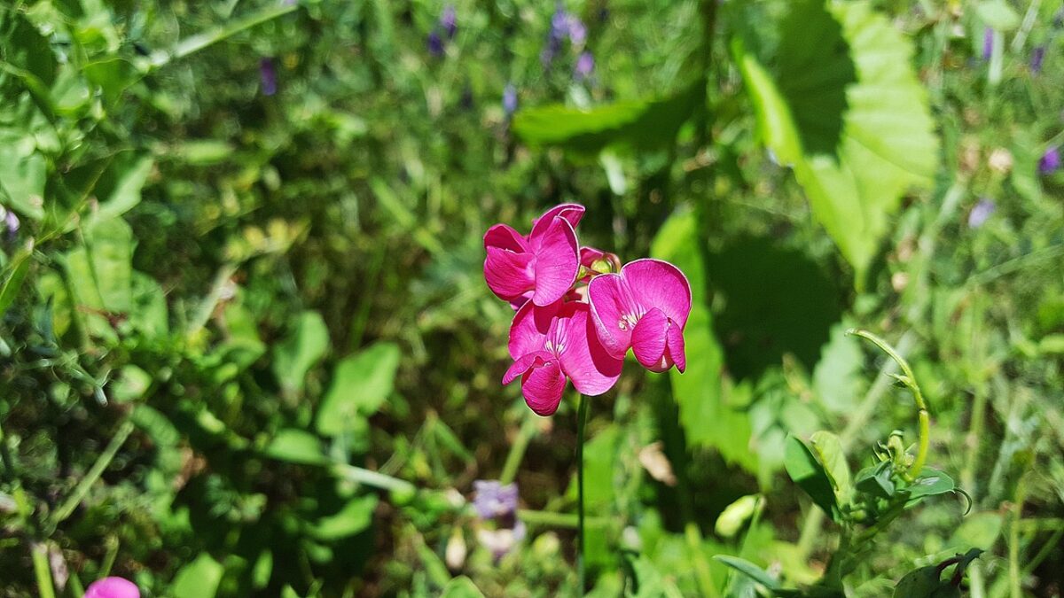 Lathyrus, Odoratus Lathyrus, Odoratus