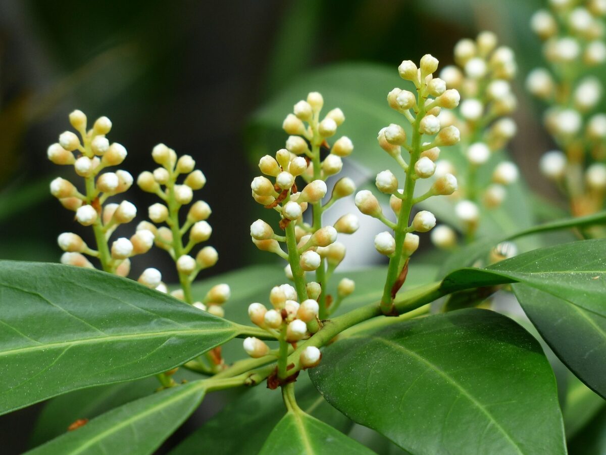 Laurocerasus, Rotundiflolia Laurocerasus, Rotundiflolia