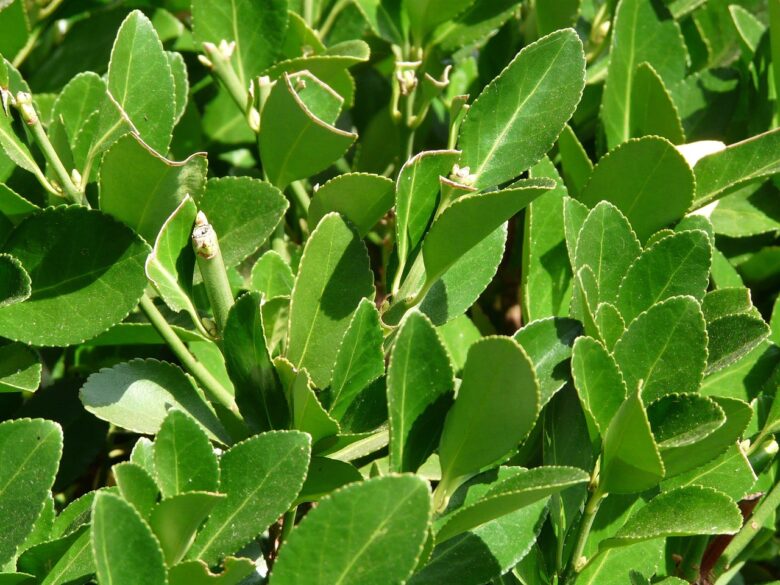 Laurus, Nobilis