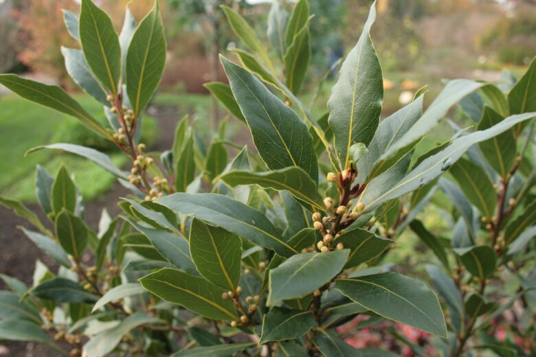 Laurus, Nobilis