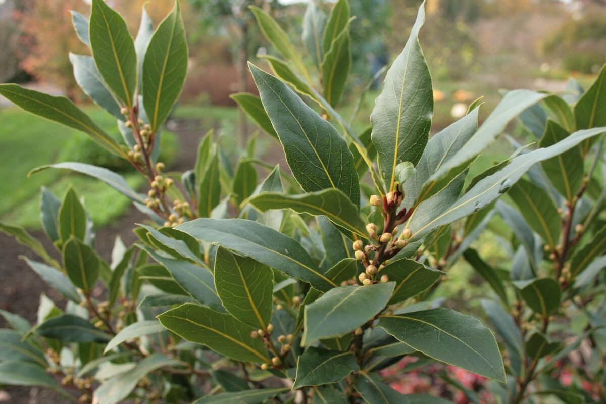 Laurus, Nobilis Laurus, Nobilis