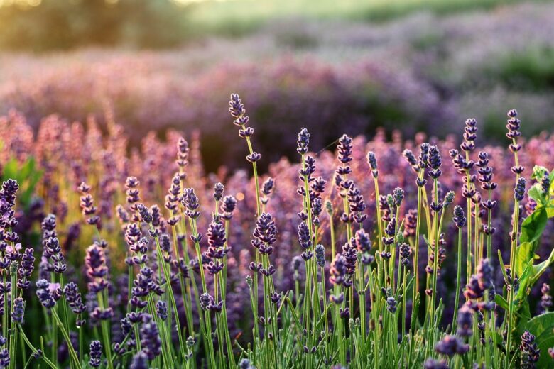 Lavanda