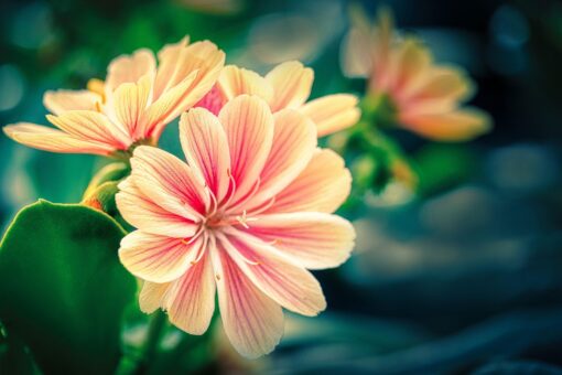 Lewisia coltivazione