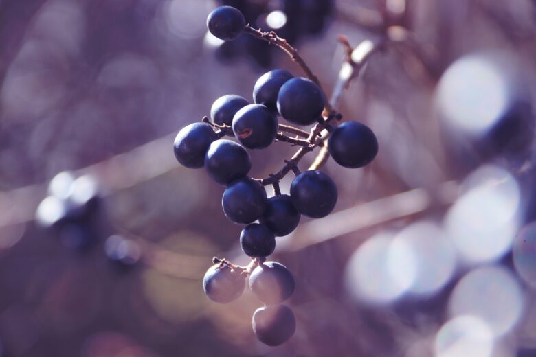 Ligustrum