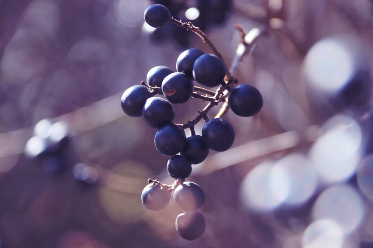 Ligustrum Ligustrum