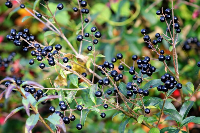 Ligustrum, Vulgare