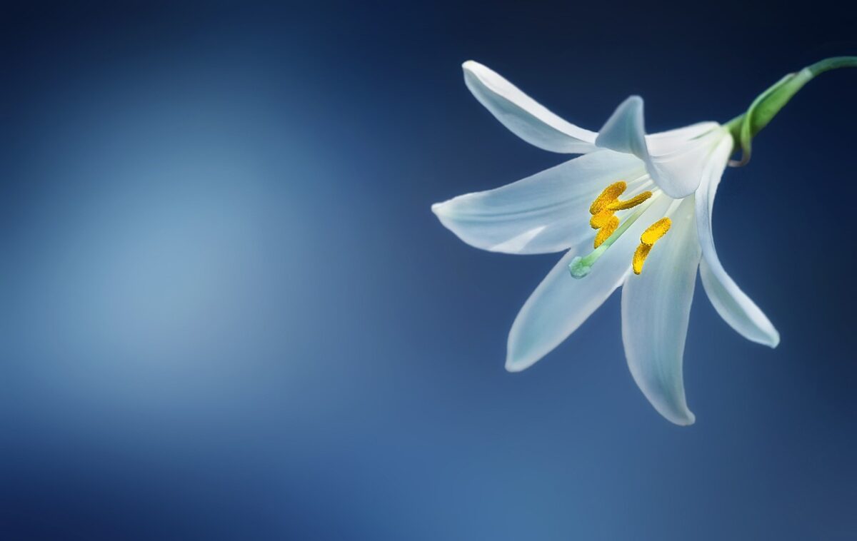 Lilium, Candidum Lilium, Candidum
