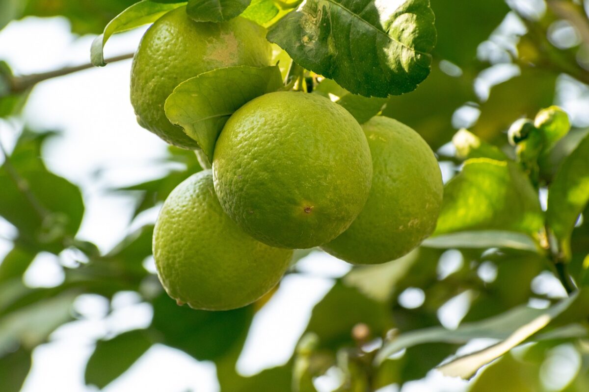 Lime Lime