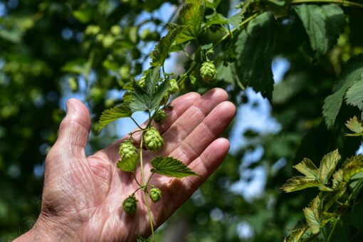 Luppolo – Humulus lupulus