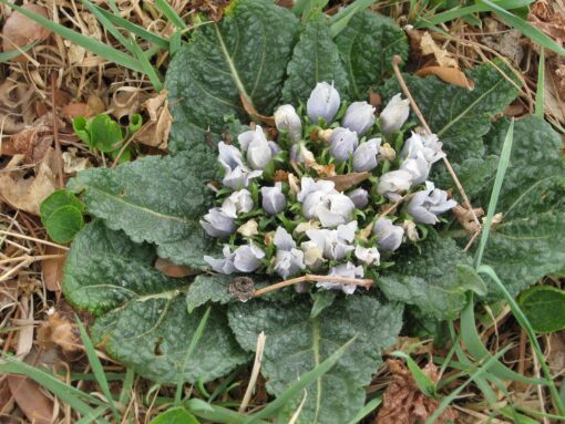 Mandragora autunnale – Mandragora autumnalis