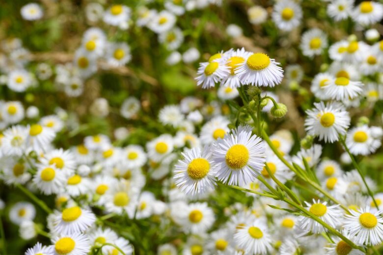 Matricaria, Chamomilla
