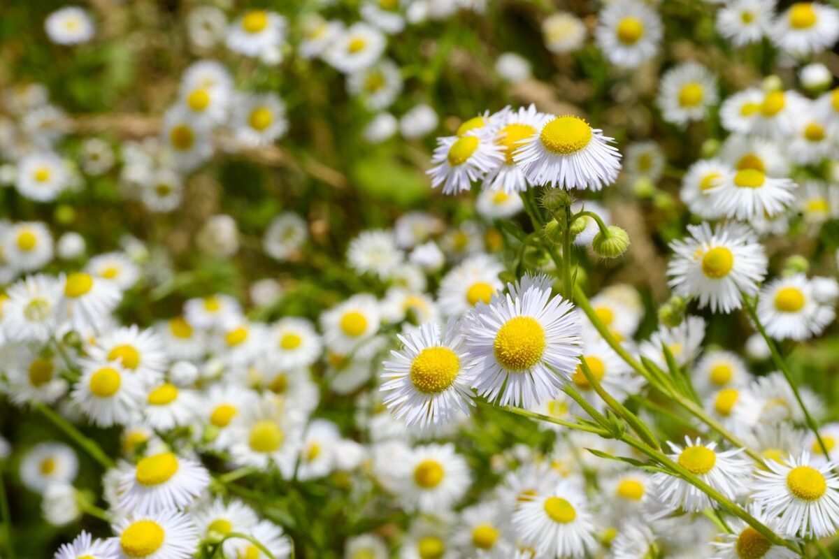 Matricaria, Chamomilla