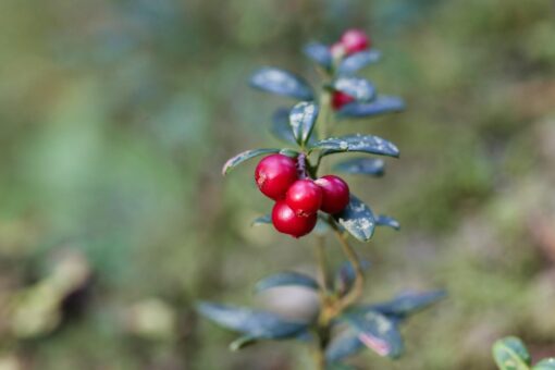 Mirtillo rosso – Cranberry
