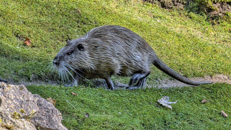 Myocastor, Coypus