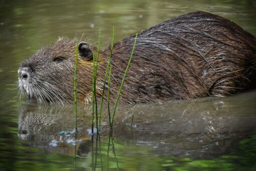 Nutria caratteristiche