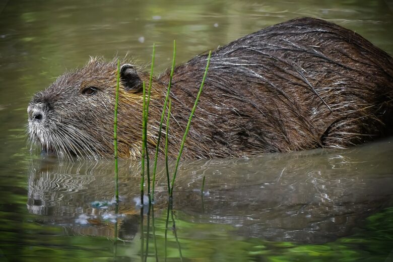Myocastor, Coypus