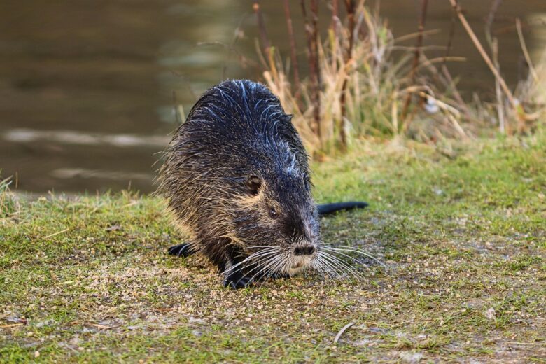Myocastor, Coypus