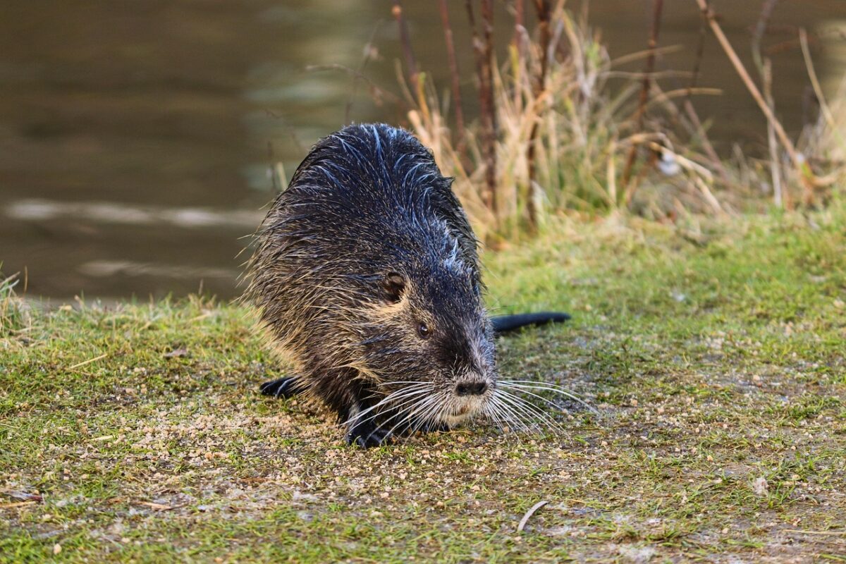 Myocastor, Coypus