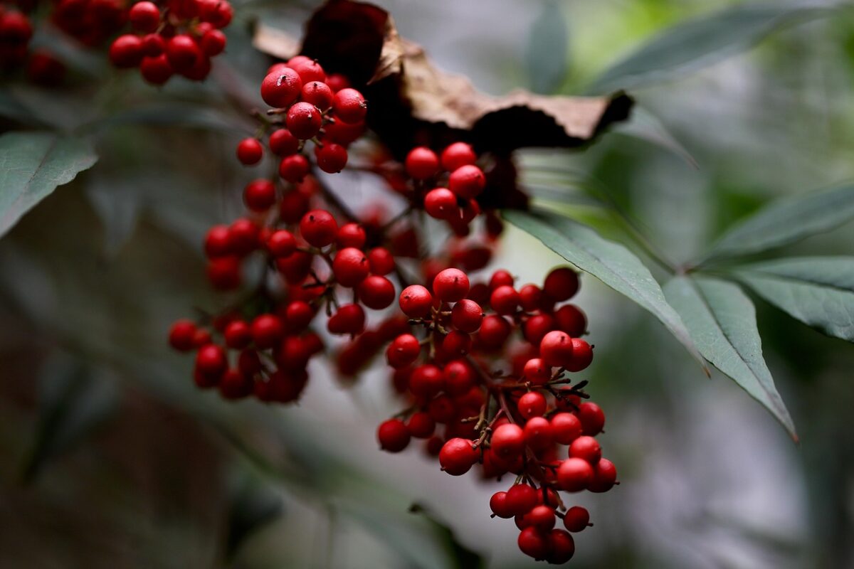 Nandina, Domestica Nandina, Domestica