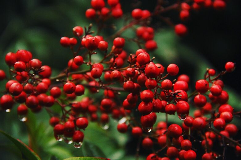 Nandina, Domestica