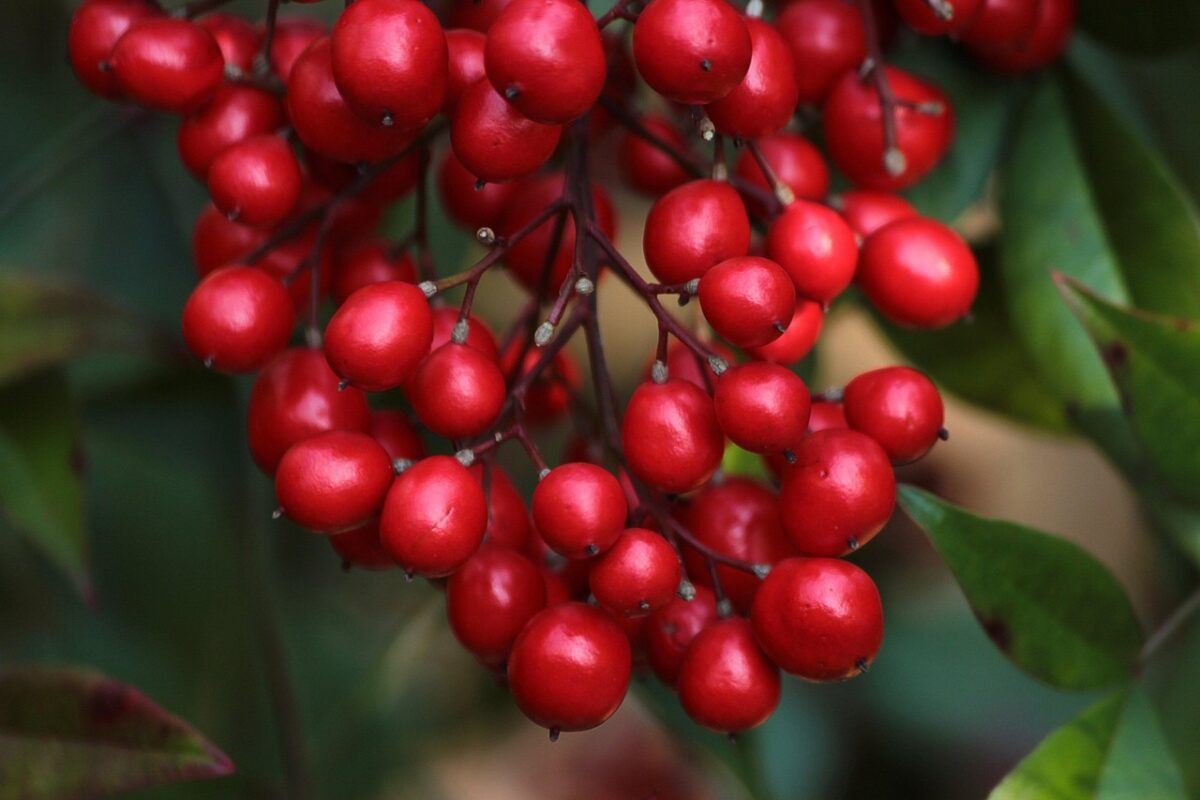 Nandina, Domestica Nandina, Domestica