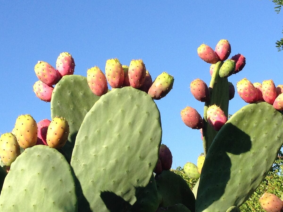 Opuntia, Ficus