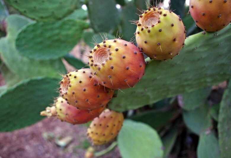 Opuntia, Ficus