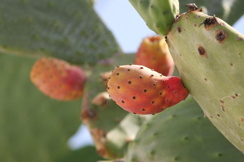 Opuntia, Ficus