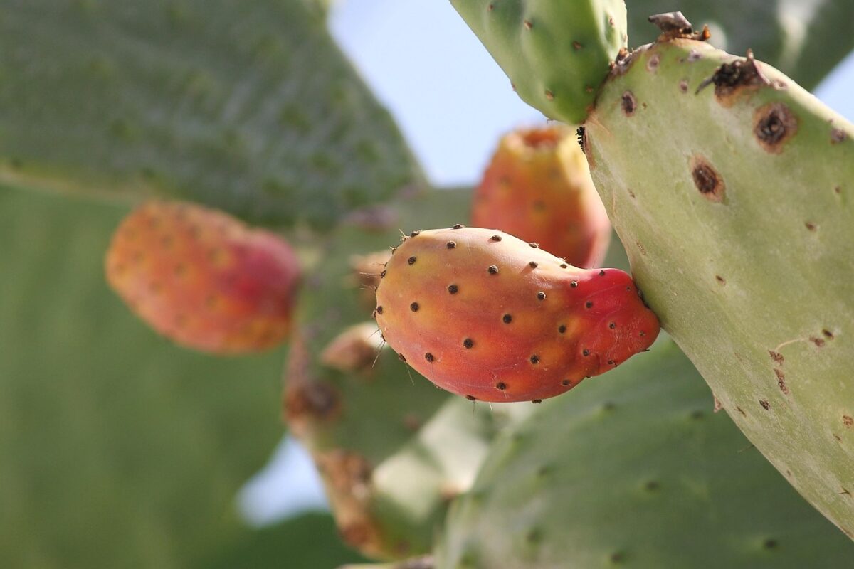 Opuntia, Ficus