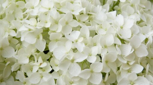 Ortensia rampicante – Hydrangea petiolaris