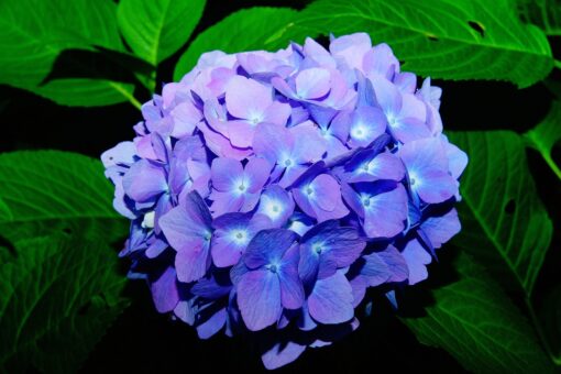 Ortensie con fiori azzurri: cosa fare