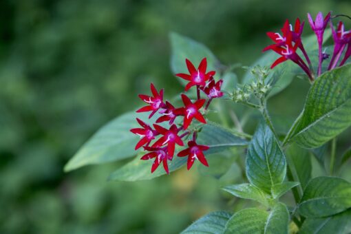 Stella egiziana Pentas