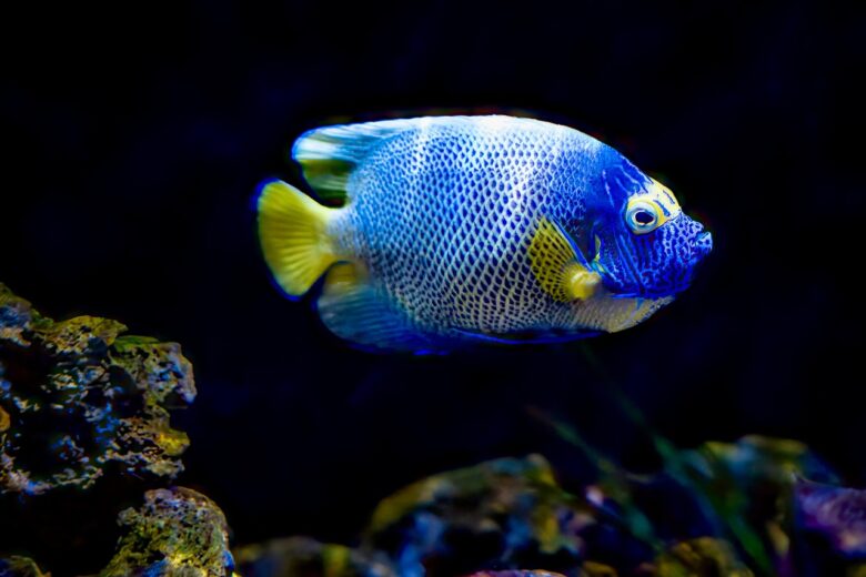 Pesce, Angelo