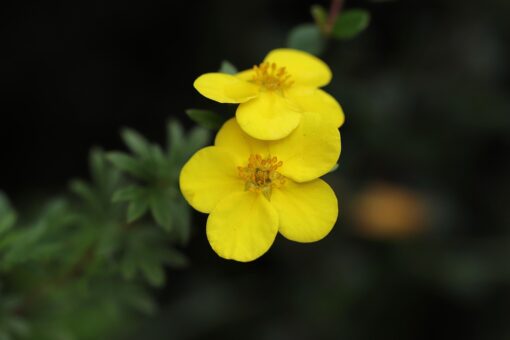 Phlomis fruticosa – Salvia di Gerusalemme – Salvione giallo