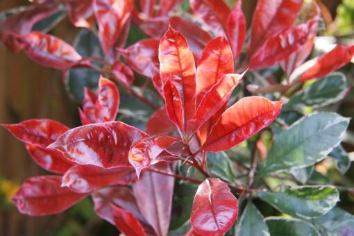 Photinia coltivazione – Fotinia