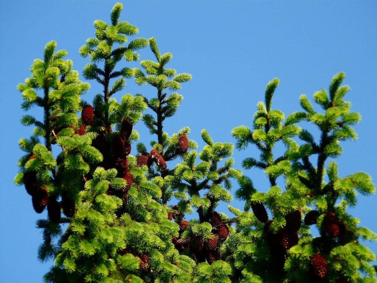Picea, Omorika Picea, Omorika