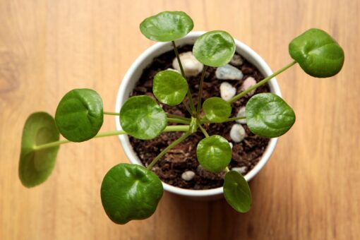 Pilea peperomioides – Pianta delle monete cinesi