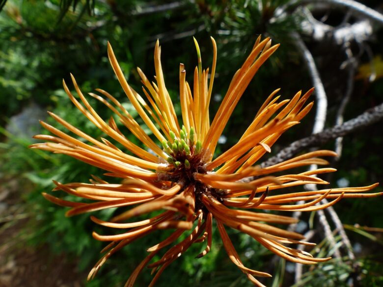 Pinus, Mugo