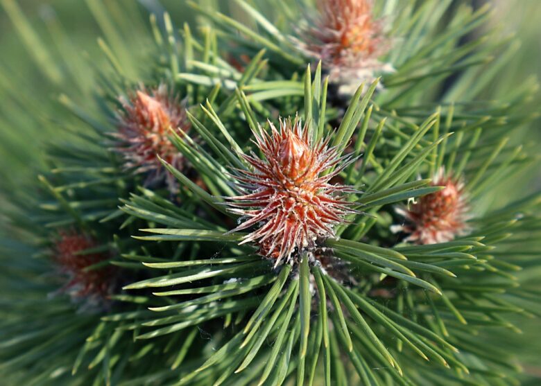 Pinus, Mugo