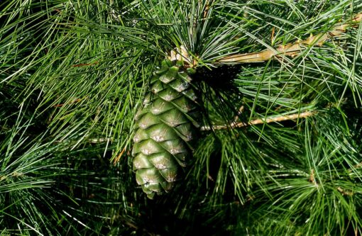 Pino mugo – Pinus mugo