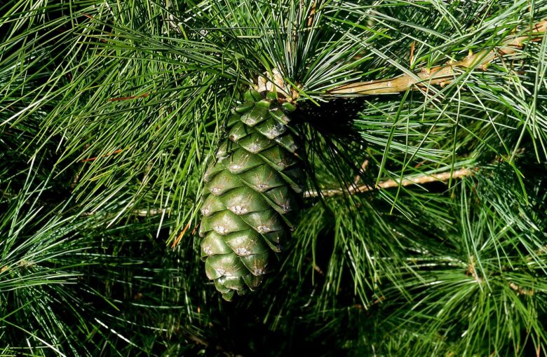 Pinus, Mugo