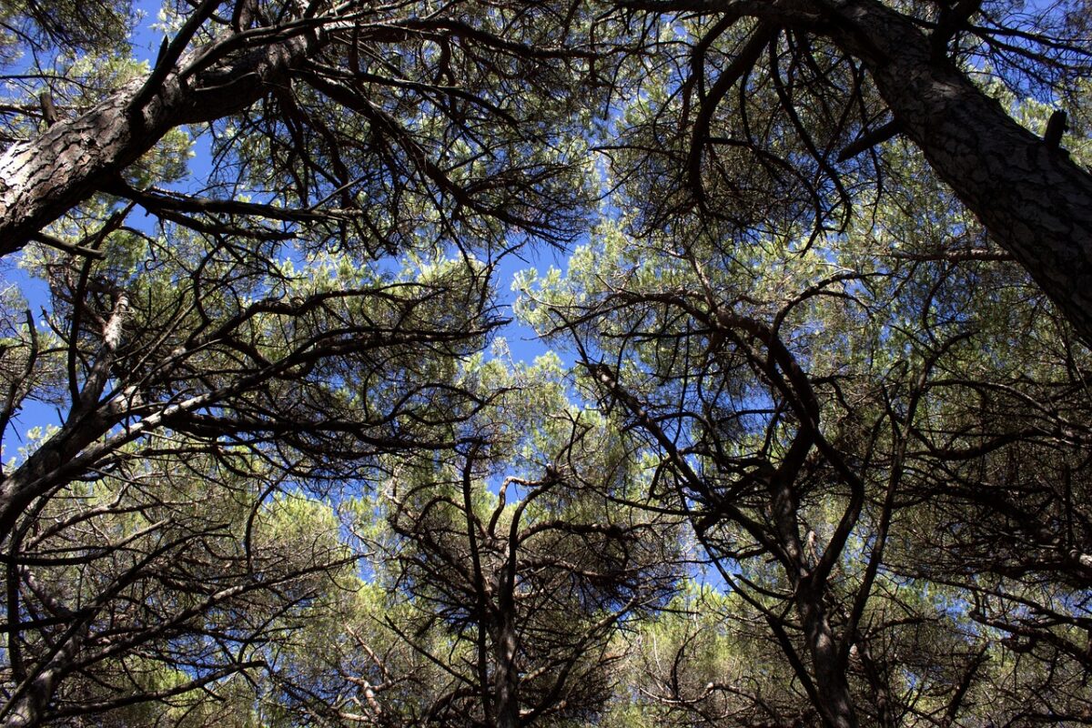 Pinus, Pinea Pinus, Pinea
