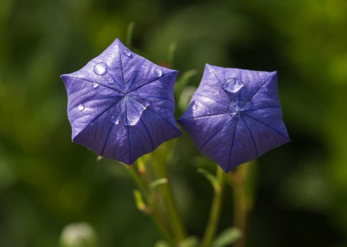 Platycodon Platycodon