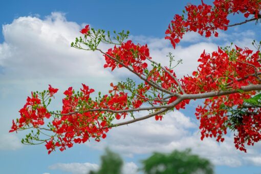 Poinciana coltivazione