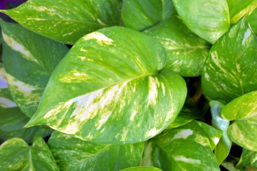 Come coltivare il pothos in acqua