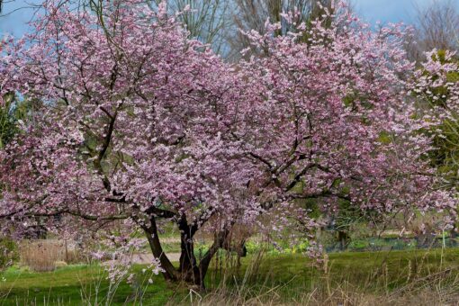 Gli alberi da giardino meno invasivi